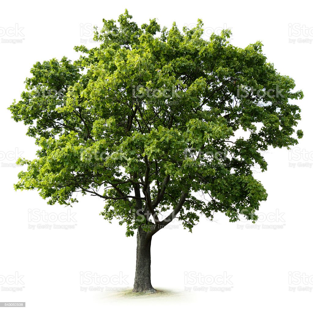 Stock Photo Tree