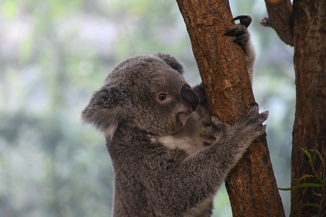 koala